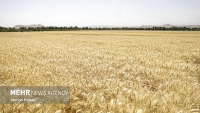 ۴.۵ میلیون تن گندم تحویل دولت شد